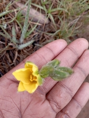 Hypoxis hemerocallidea