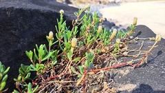Blutaparon vermiculare