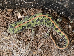 Triturus marmoratus