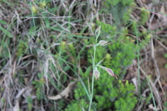 Calochilus
