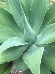 Agave attenuata