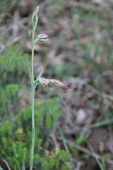Calochilus