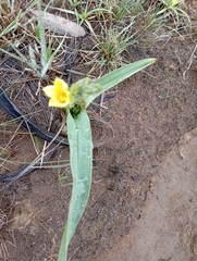 Hypoxis hemerocallidea
