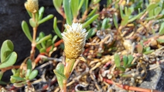 Blutaparon vermiculare