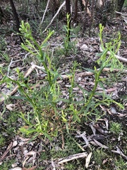 Ixodia achillaeoides