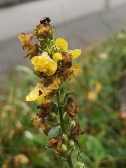 Verbascum nigrum
