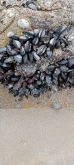 Mytilus galloprovincialis