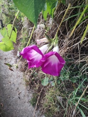 Ipomoea orizabensis orizabensis