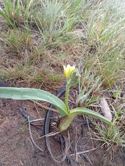 Hypoxis hemerocallidea