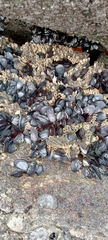 Mytilus galloprovincialis