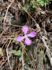 Dianthus pygmaeus