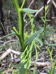 Ixodia achillaeoides