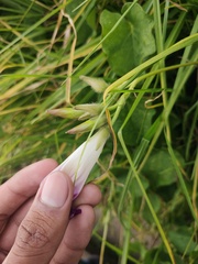 Ipomoea orizabensis orizabensis