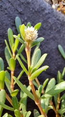 Blutaparon vermiculare