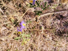 Solanum citrullifolium