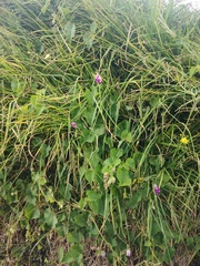 Ipomoea orizabensis orizabensis