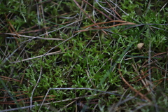 Brachythecium albicans