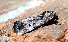 Elaphria chalcedonia