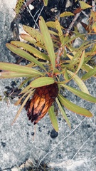 Protea obtusifolia