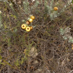 Achyranthemum mucronatum