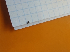 Compsothrips albosignatus