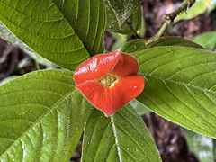 Palicourea tomentosa