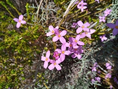 Lachnaea uniflora