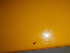 Compsothrips albosignatus