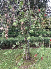 Callistemon