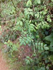 Hippocrepis