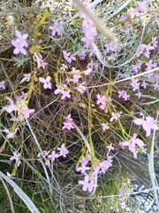 Lachnaea uniflora