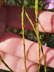 Lachnaea uniflora
