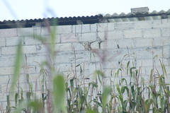 Spinus psaltria