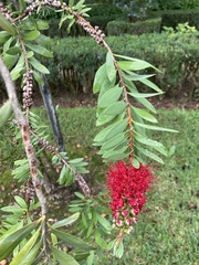 Callistemon