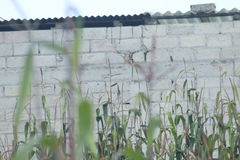 Spinus psaltria