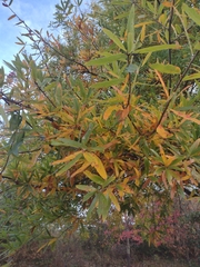 Quercus phellos