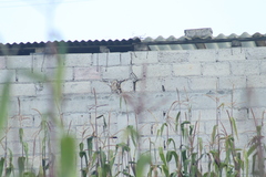 Spinus psaltria