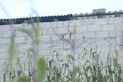 Spinus psaltria