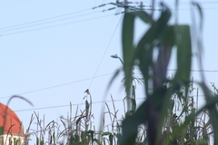 Setophaga coronata