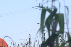 Setophaga coronata