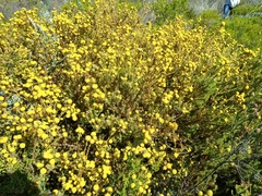 Leucadendron levisanus