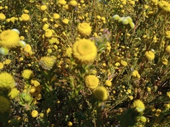Leucadendron levisanus