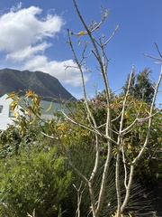Bolusanthus speciosus