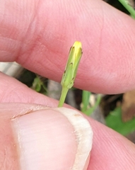 Hypochaeris glabra