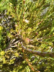 Leucadendron levisanus