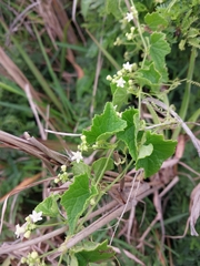 Zehneria scabra