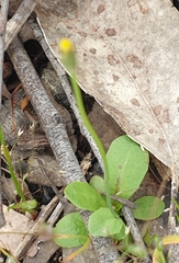 Hypochaeris glabra