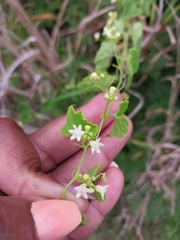 Zehneria scabra