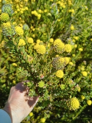 Leucadendron levisanus