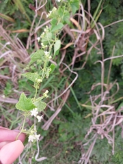 Zehneria scabra
